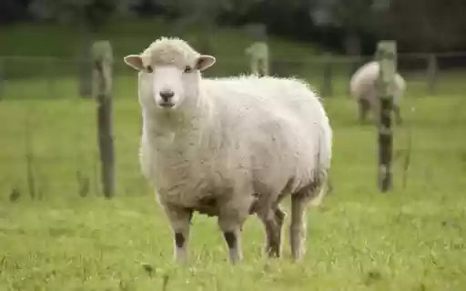 Sheep: The Gentle and Valuable Farm Animal from Chrome web store to be run with OffiDocs Chromium online Sheep: The Gentle and Valuable Farm Animal from Chrome web store to be run with OffiDocs Chromium online