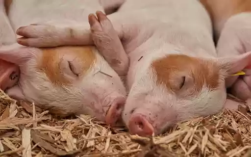 Sleeping pig from Chrome web store to be run with OffiDocs Chromium online Sleeping pig from Chrome web store to be run with OffiDocs Chromium online
