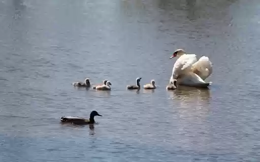 Small flock of swans from Chrome web store to be run with OffiDocs Chromium online Small flock of swans from Chrome web store to be run with OffiDocs Chromium online