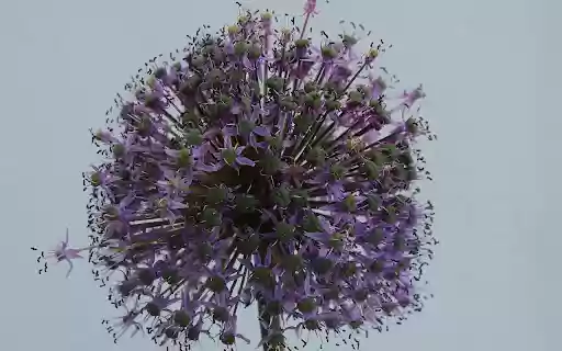 Spherical Flower Branch from Chrome web store to be run with OffiDocs Chromium online Spherical Flower Branch from Chrome web store to be run with OffiDocs Chromium online