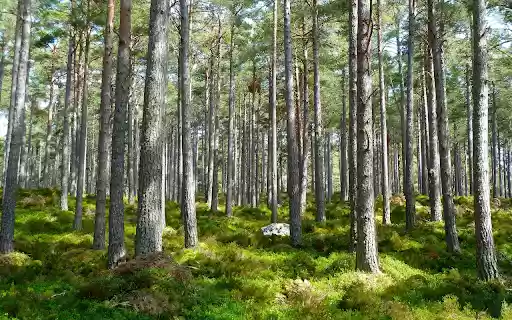 Straight pine trees from Chrome web store to be run with OffiDocs Chromium online Straight pine trees from Chrome web store to be run with OffiDocs Chromium online