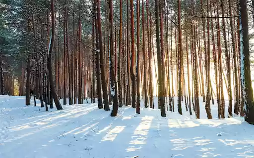 Sunlight through the trees from Chrome web store to be run with OffiDocs Chromium online Sunlight through the trees from Chrome web store to be run with OffiDocs Chromium online