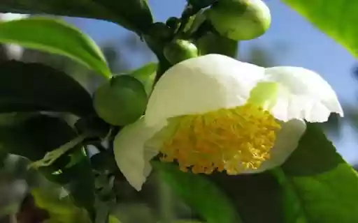 Tamanu flower wallpaper from Chrome web store to be run with OffiDocs Chromium online Tamanu flower wallpaper from Chrome web store to be run with OffiDocs Chromium online