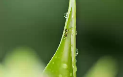 The Ant and the Leaf from Chrome web store to be run with OffiDocs Chromium online The Ant and the Leaf from Chrome web store to be run with OffiDocs Chromium online