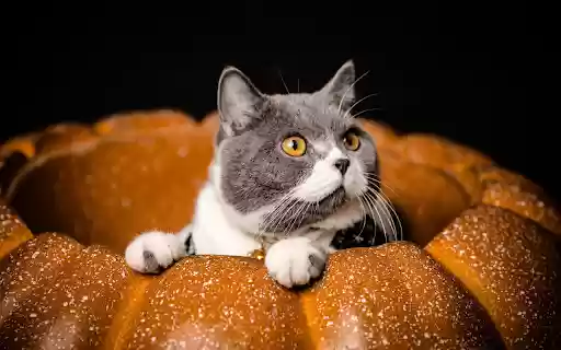 The cat lies in the pumpkin from Chrome web store to be run with OffiDocs Chromium online The cat lies in the pumpkin from Chrome web store to be run with OffiDocs Chromium online