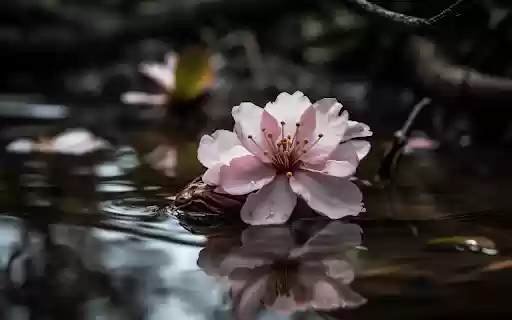 The cherry blossom from Chrome web store to be run with OffiDocs Chromium online The cherry blossom from Chrome web store to be run with OffiDocs Chromium online