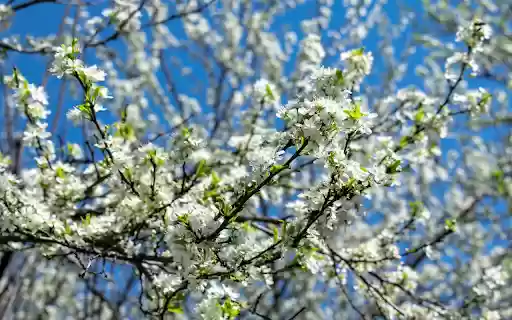 The flowers bloom white on thetree from Chrome web store to be run with OffiDocs Chromium online The flowers bloom white on thetree from Chrome web store to be run with OffiDocs Chromium online