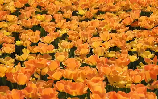 The forest of yellow flowers blooms from Chrome web store to be run with OffiDocs Chromium online The forest of yellow flowers blooms from Chrome web store to be run with OffiDocs Chromium online