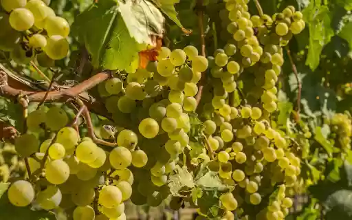The green vineyard is lush from Chrome web store to be run with OffiDocs Chromium online The green vineyard is lush from Chrome web store to be run with OffiDocs Chromium online