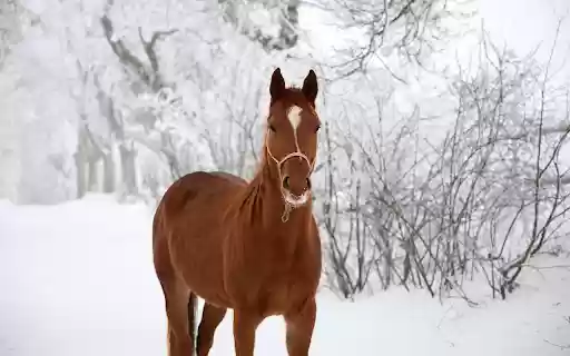 The horse is healthy from Chrome web store to be run with OffiDocs Chromium online The horse is healthy from Chrome web store to be run with OffiDocs Chromium online