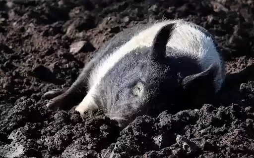 The pig wallows in the soil from Chrome web store to be run with OffiDocs Chromium online The pig wallows in the soil from Chrome web store to be run with OffiDocs Chromium online