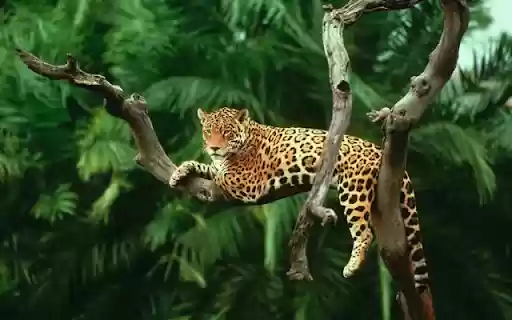 The Resting Leopard: A Silent Watcher in the Trees from Chrome web store to be run with OffiDocs Chromium online The Resting Leopard: A Silent Watcher in the Trees from Chrome web store to be run with OffiDocs Chromium online