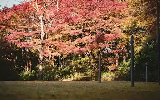 Trees During Autumn Season from Chrome web store to be run with OffiDocs Chromium online Trees During Autumn Season from Chrome web store to be run with OffiDocs Chromium online
