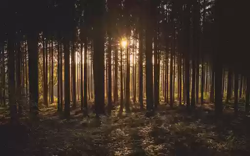 Trees in the forest from Chrome web store to be run with OffiDocs Chromium online Trees in the forest from Chrome web store to be run with OffiDocs Chromium online