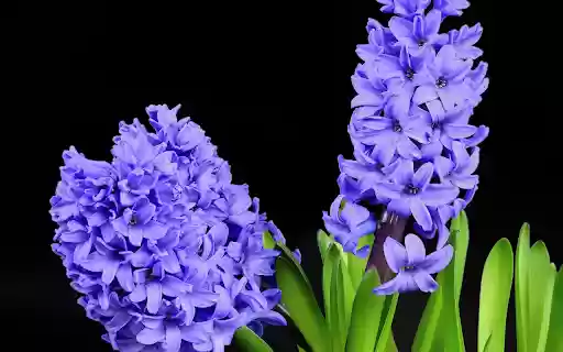 Two hyacinths from Chrome web store to be run with OffiDocs Chromium online Two hyacinths from Chrome web store to be run with OffiDocs Chromium online