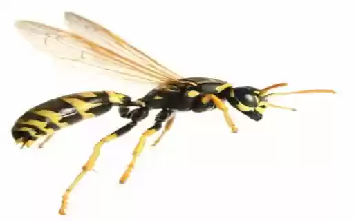 wasp wallpaper from Chrome web store to be run with OffiDocs Chromium online wasp wallpaper from Chrome web store to be run with OffiDocs Chromium online