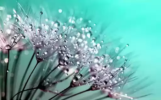 Water balloon flowers from Chrome web store to be run with OffiDocs Chromium online Water balloon flowers from Chrome web store to be run with OffiDocs Chromium online
