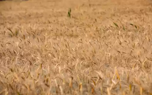 Wheat and Beard from Chrome web store to be run with OffiDocs Chromium online Wheat and Beard from Chrome web store to be run with OffiDocs Chromium online