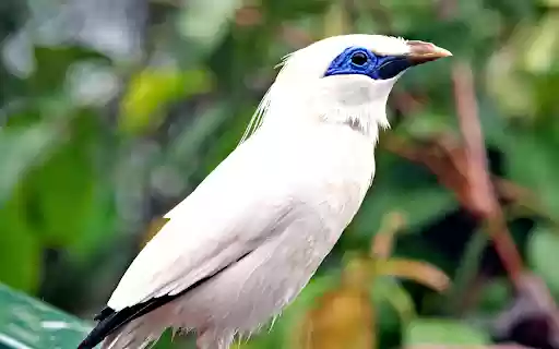 White bird and jade eyes from Chrome web store to be run with OffiDocs Chromium online White bird and jade eyes from Chrome web store to be run with OffiDocs Chromium online