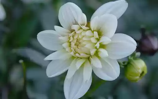 White Dahlia from Chrome web store to be run with OffiDocs Chromium online White Dahlia from Chrome web store to be run with OffiDocs Chromium online