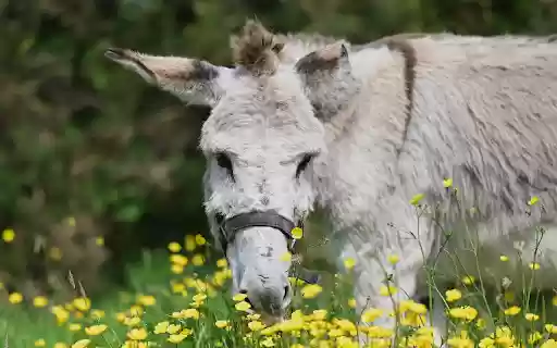 White Donkey from Chrome web store to be run with OffiDocs Chromium online White Donkey from Chrome web store to be run with OffiDocs Chromium online