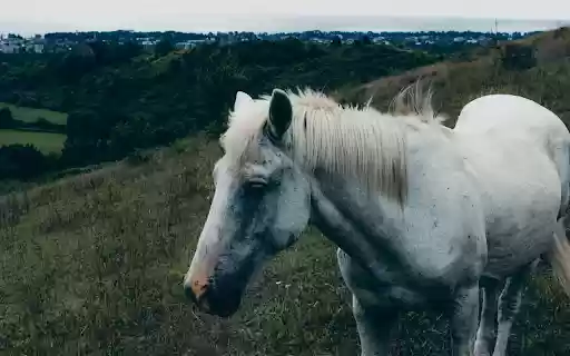 White Horse Standing on the Grass from Chrome web store to be run with OffiDocs Chromium online White Horse Standing on the Grass from Chrome web store to be run with OffiDocs Chromium online