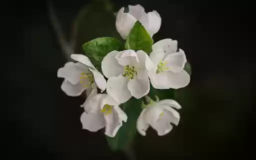 white pearl flower from Chrome web store to be run with OffiDocs Chromium online white pearl flower from Chrome web store to be run with OffiDocs Chromium online