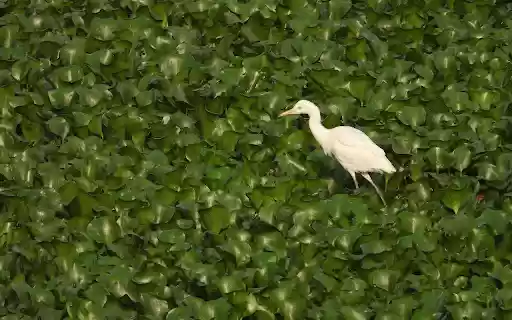 White stork on duckweed pond from Chrome web store to be run with OffiDocs Chromium online White stork on duckweed pond from Chrome web store to be run with OffiDocs Chromium online