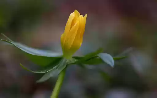 Yellow buds from Chrome web store to be run with OffiDocs Chromium online Yellow buds from Chrome web store to be run with OffiDocs Chromium online