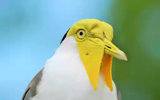 Yellow faced bird from Chrome web store to be run with OffiDocs Chromium online Yellow faced bird from Chrome web store to be run with OffiDocs Chromium online