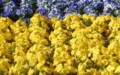 Yellow flowers, blue flowers from Chrome web store to be run with OffiDocs Chromium online Yellow flowers, blue flowers from Chrome web store to be run with OffiDocs Chromium online