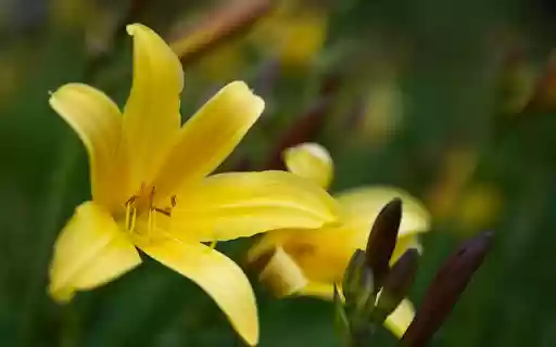 Yellow Lily Branch from Chrome web store to be run with OffiDocs Chromium online Yellow Lily Branch from Chrome web store to be run with OffiDocs Chromium online
